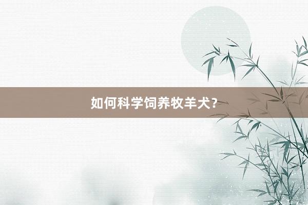如何科学饲养牧羊犬？